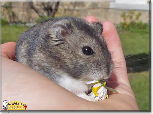 Oreo, the Pet of the Day Oreo, the Pet of the Day