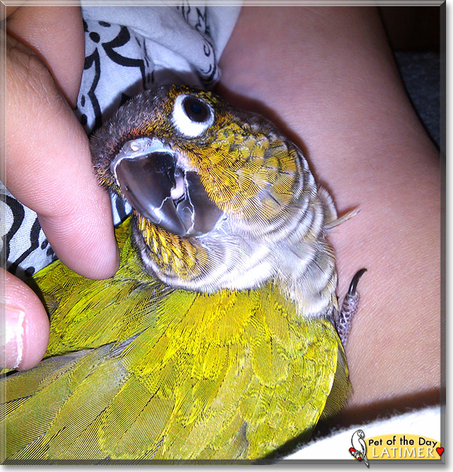 Latimer, the Pet of the Day Latimer, the Pet of the Day