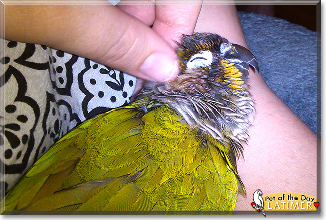Latimer, the Pet of the Day Latimer, the Pet of the Day