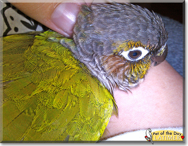 Latimer, the Pet of the Day Latimer, the Pet of the Day