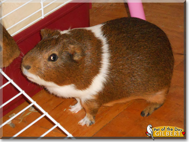 Gilbert, the Pet of the Day Gilbert, the Pet of the Day
