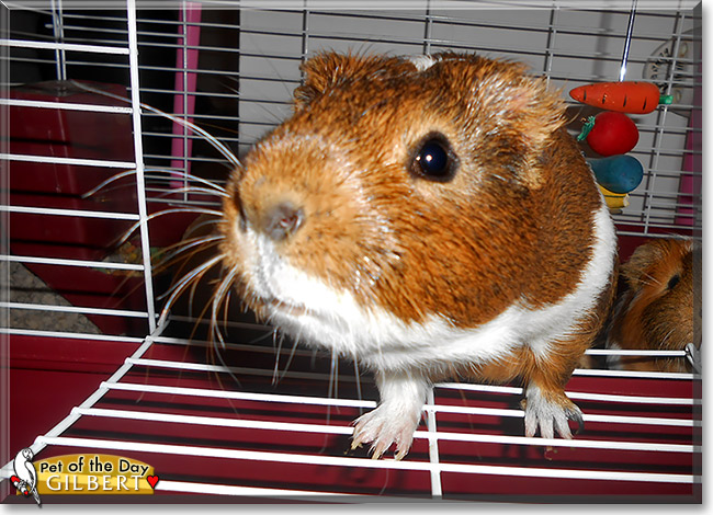 Gilbert, the Pet of the Day Gilbert, the Pet of the Day