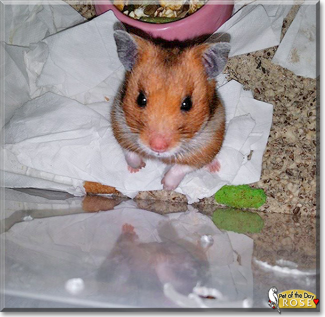 Rose, the Pet of the Day Rose, the Pet of the Day