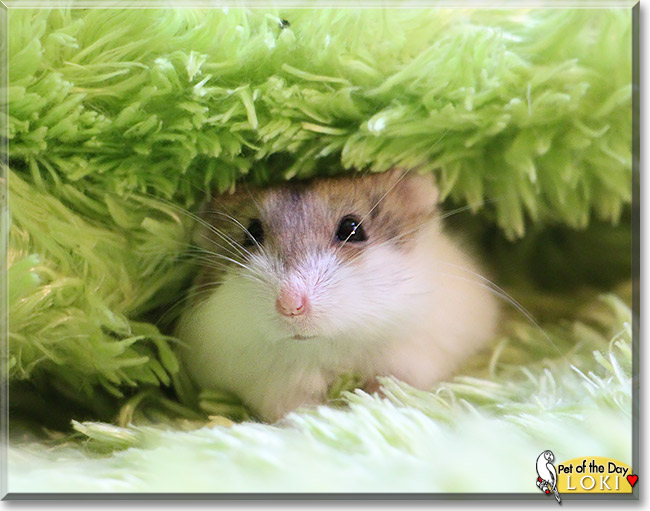 Loki, the Pet of the Day Loki, the Pet of the Day