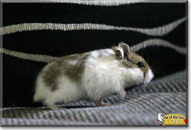 Loki, the Pet of the Day Loki, the Pet of the Day