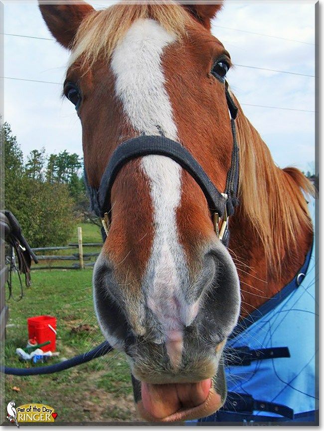 Ringer, the Pet of the Day Ringer, the Pet of the Day