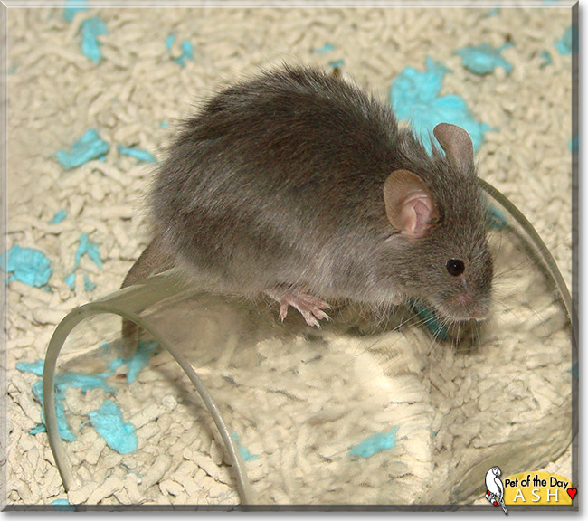 Ash, the Pet of the Day Ash, the Pet of the Day