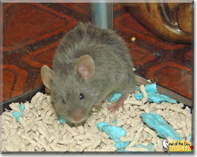 Ash, the Pet of the Day Ash, the Pet of the Day