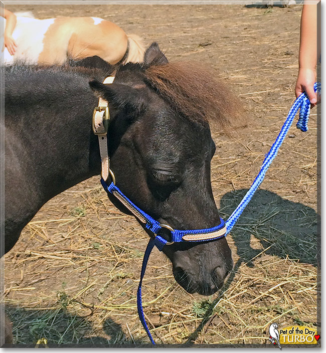 Turbo, the Pet of the Day Turbo, the Pet of the Day