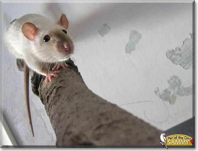 Sammy, the Pet of the Day Sammy, the Pet of the Day