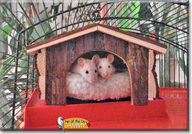 Sammy, the Pet of the Day Sammy, the Pet of the Day
