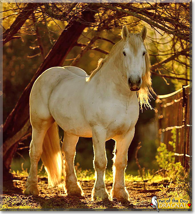 Dragnal, the Pet of the Day Dragnal, the Pet of the Day