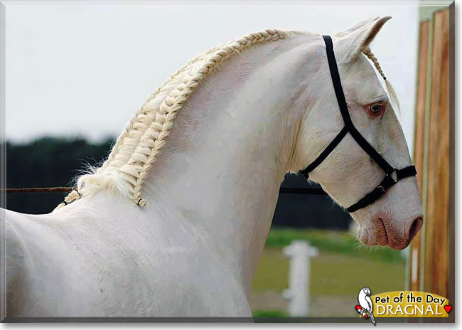 Dragnal, the Pet of the Day Dragnal, the Pet of the Day