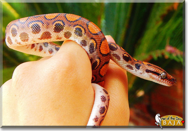 Baja, the Pet of the Day Baja, the Pet of the Day