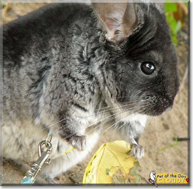 Cloudy, the Pet of the Day Cloudy, the Pet of the Day