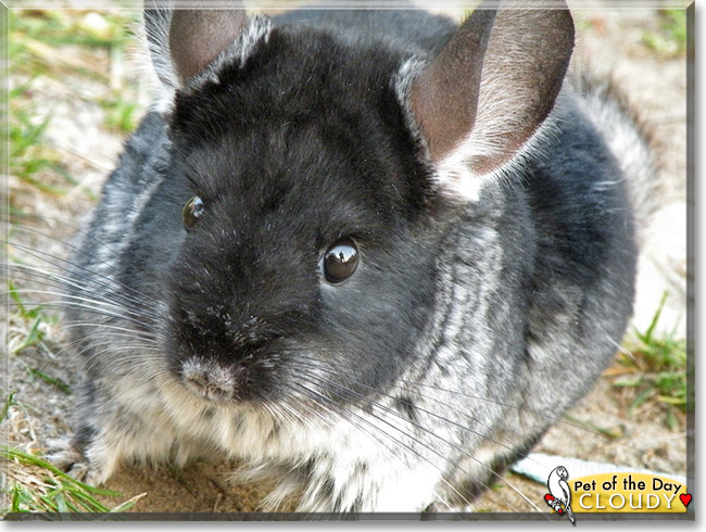 Cloudy, the Pet of the Day Cloudy, the Pet of the Day