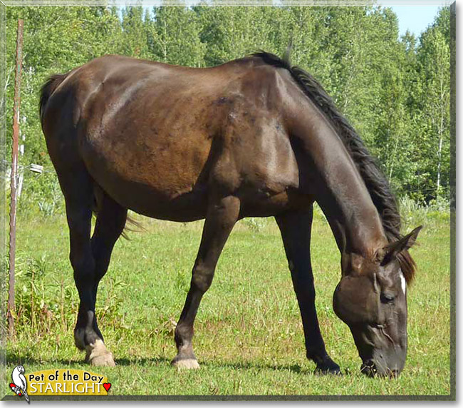 Starlight, the Pet of the Day Starlight, the Pet of the Day