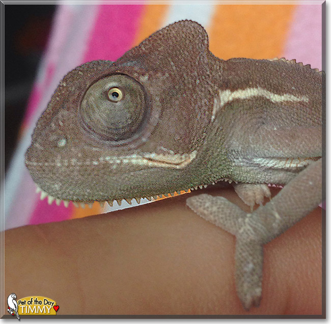 Timmy, the Pet of the Day Timmy, the Pet of the Day