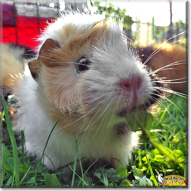 Piko, the Pet of the Day Piko, the Pet of the Day