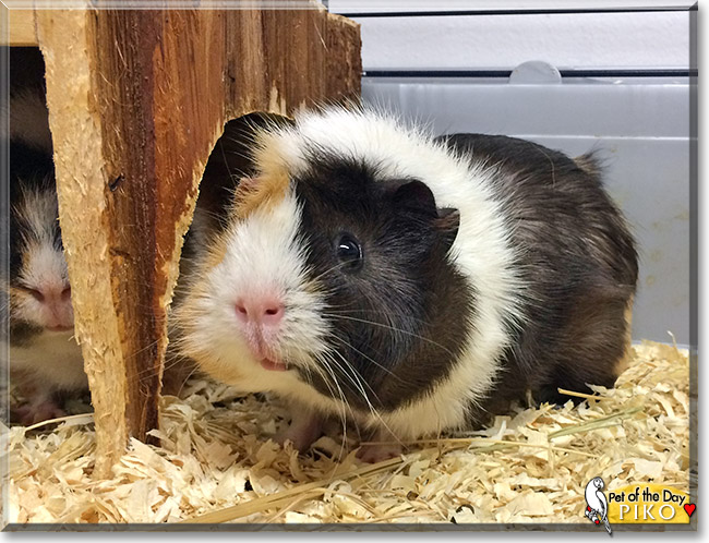 Piko, the Pet of the Day Piko, the Pet of the Day