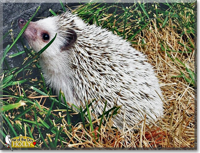 Holly, the Pet of the Day Holly, the Pet of the Day