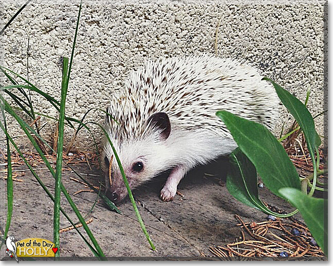Holly, the Pet of the Day Holly, the Pet of the Day