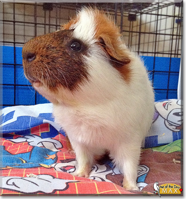 Max, the Pet of the Day Max, the Pet of the Day