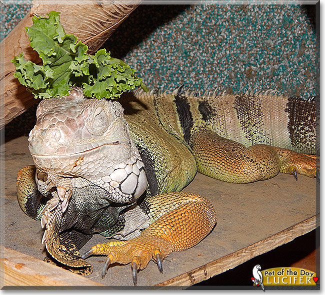 Lucifer, the Pet of the Day Lucifer, the Pet of the Day
