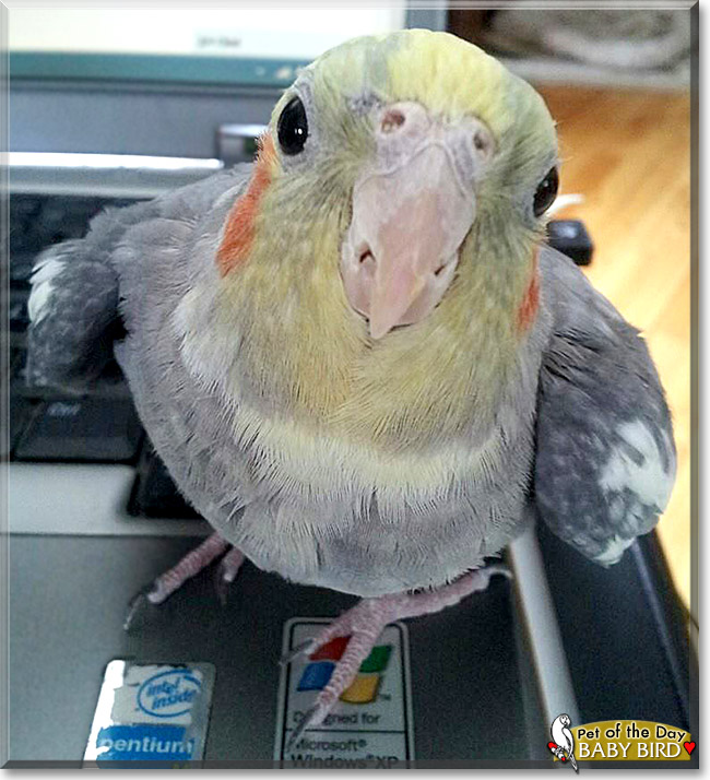 Baby Bird, the Pet of the Day Baby Bird, the Pet of the Day