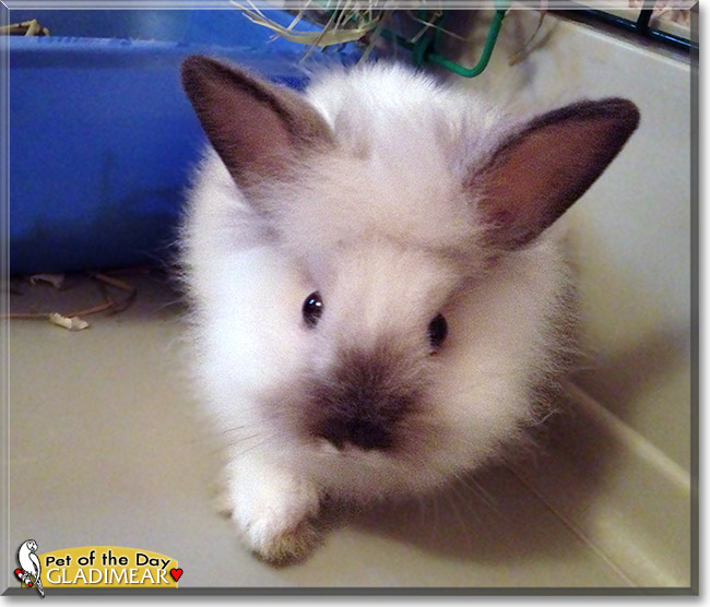 Gladimear, the Pet of the Day Gladimear, the Pet of the Day