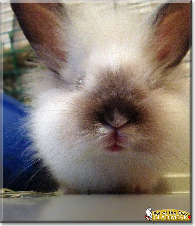 Gladimear, the Pet of the Day Gladimear, the Pet of the Day