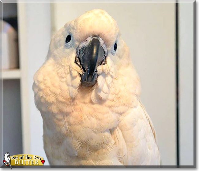 Butter, the Pet of the Day Butter, the Pet of the Day