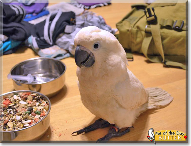 Butter, the Pet of the Day Butter, the Pet of the Day