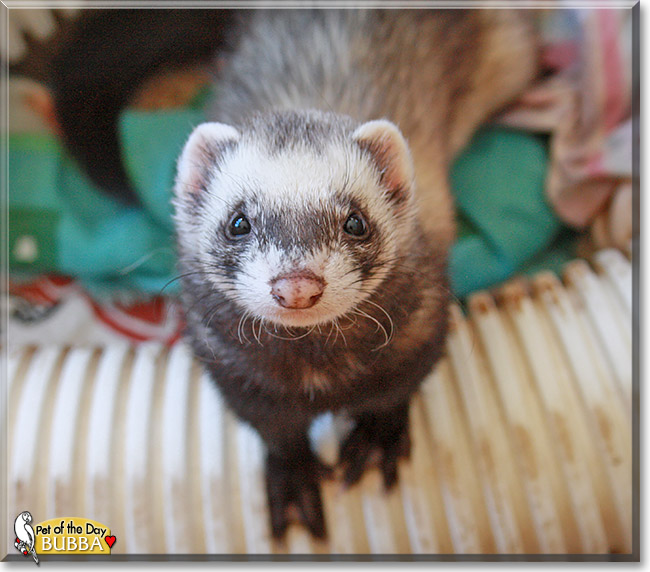 Bubba, the Pet of the Day Bubba, the Pet of the Day