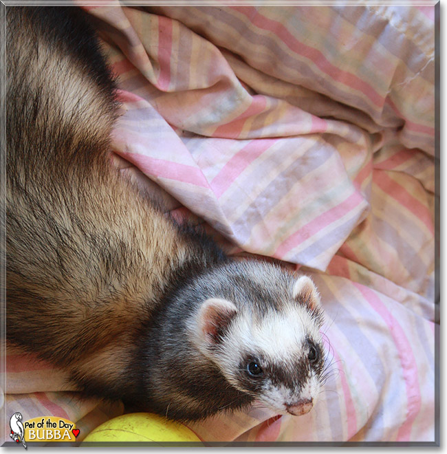 Bubba, the Pet of the Day Bubba, the Pet of the Day
