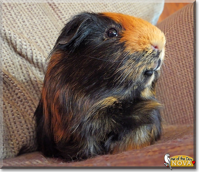 Nova, the Pet of the Day