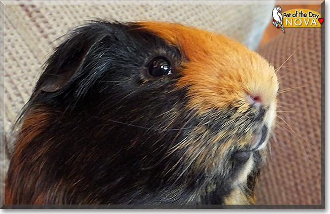 Nova, the Pet of the Day