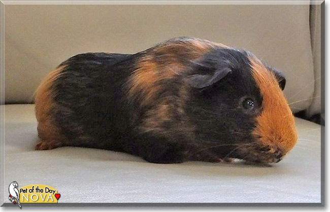 Nova, the Pet of the Day