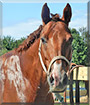 Derby the Appendix Quarter Horse