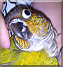 Latimer the Green Cheek Conure