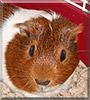 Gilbert the Guinea Pig