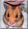 Rose the Syrian Hamster