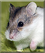 Loki the Campbell's Dwarf Hamster