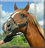 Ringer the Tennessee Walking Horse
