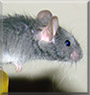 Ash the Fancy mouse