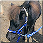 Turbo the Miniature Horse