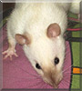 Sammy the Siamese Rat