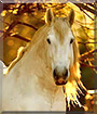 Dragnal the Percheron