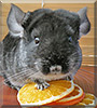 Cloudy the Chinchilla