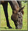 Starlight the Tennessee Walking Horse